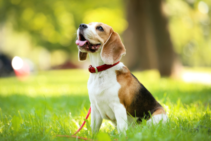 Hunde