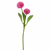 FLORISTA Gänseblümchen