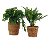 2 Zimmerpflanzen »Monstera Minima« und »Aglaonema Jubilee« – jeweils im Topf